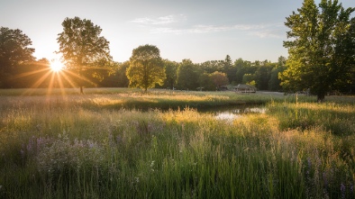 discovery meadows